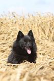 SCHIPPERKE 045